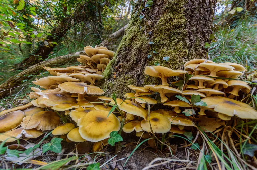 Mushrooms of Ventoux