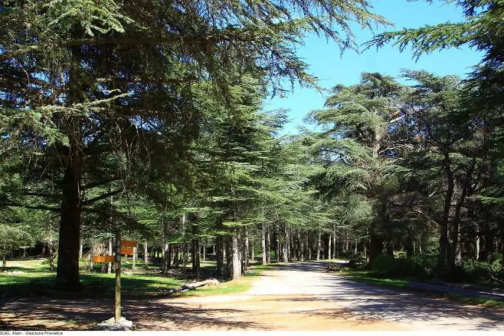 Forêt des Cèdres, Bonnieux