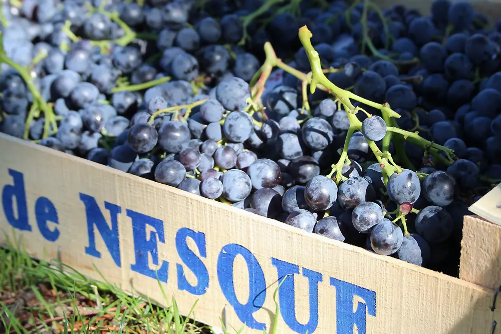 The Muscat du Ventoux grape