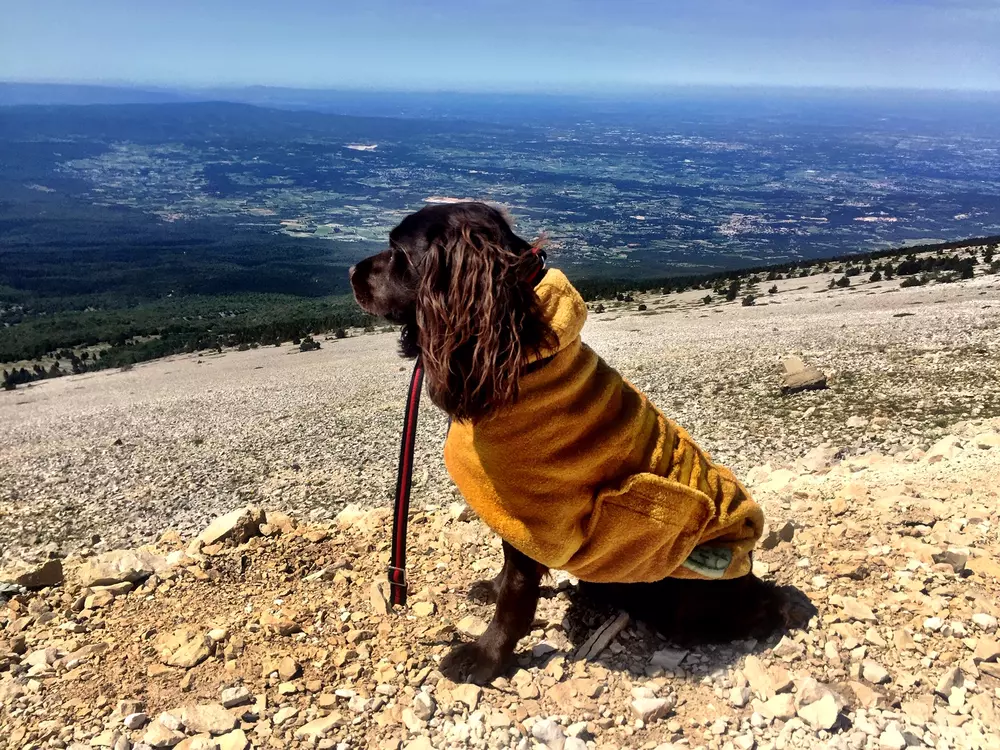 Randonnée avec mon chien au Mont Ventoux