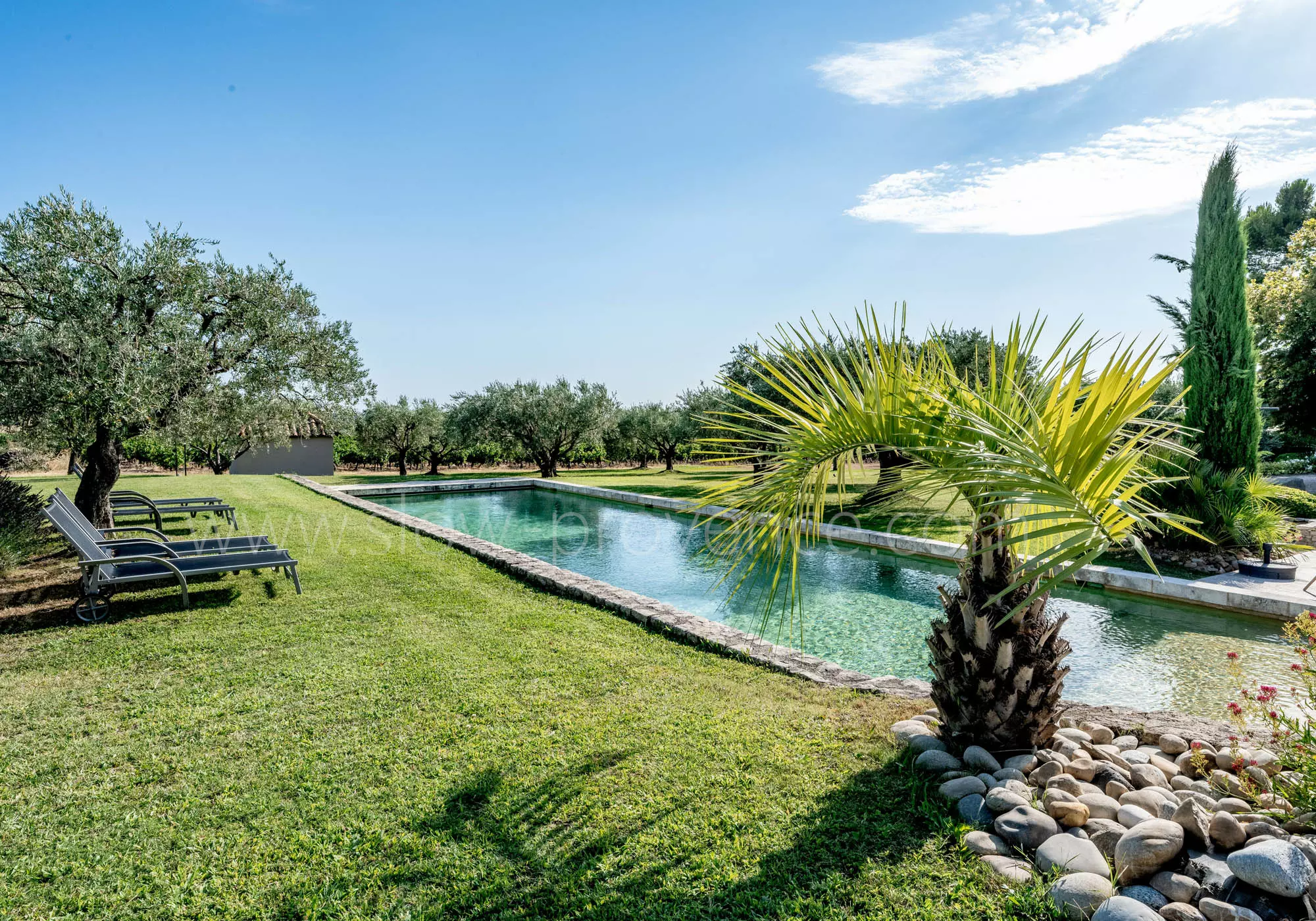 The pool is surrounded with olive trees and lavender