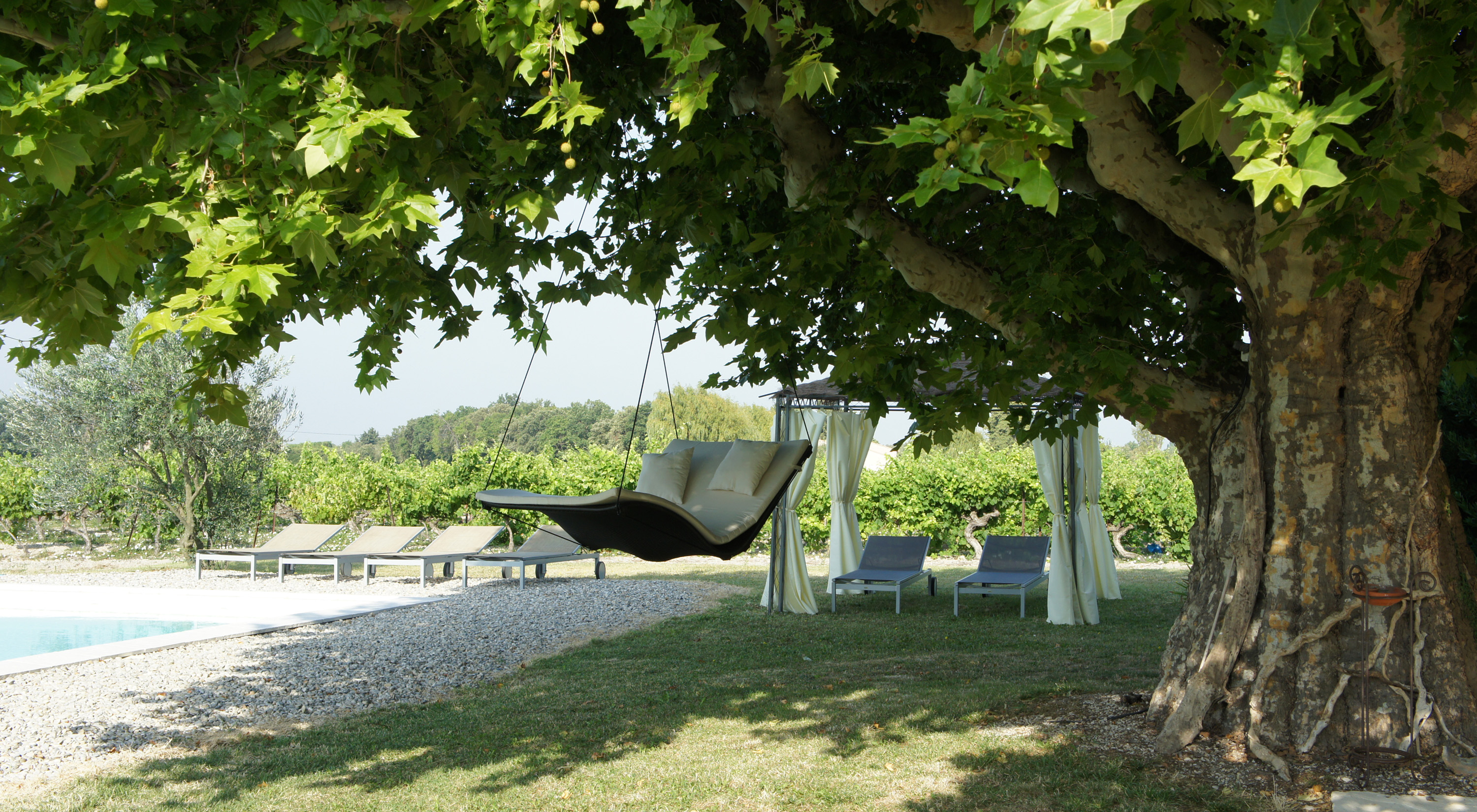 Hammocks hang from the plane tree