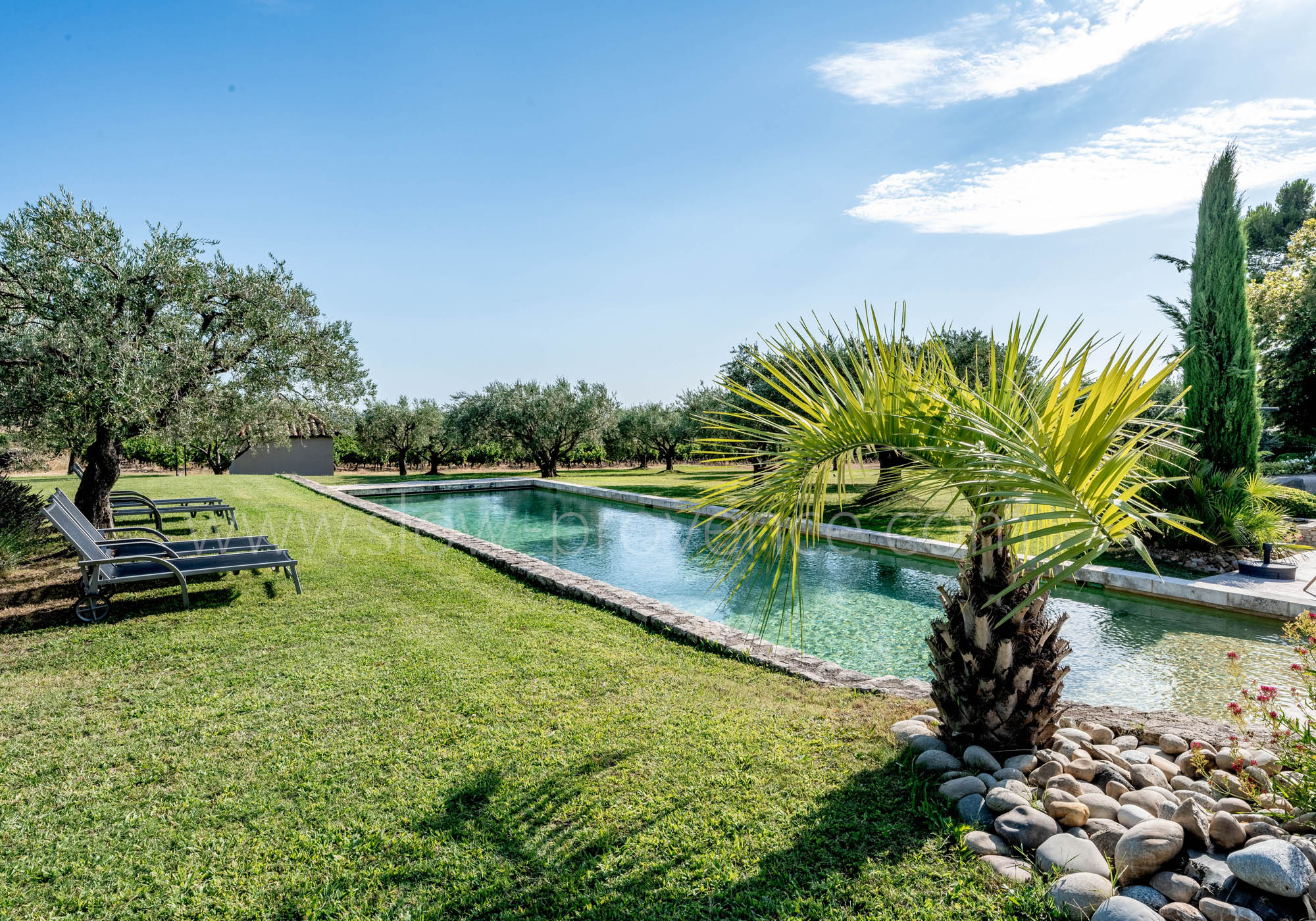 La piscine est entourée d'oliviers et bordée de lavandes...
