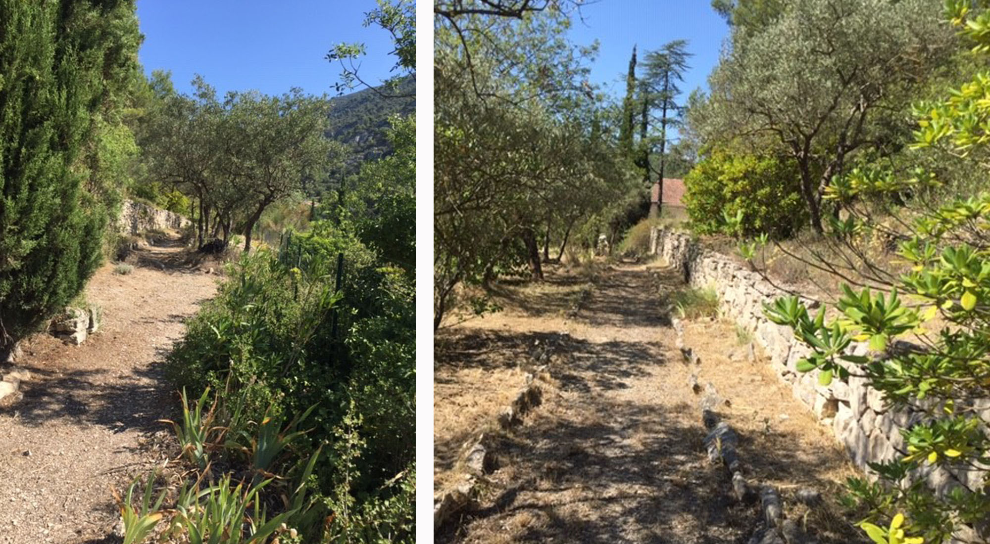 Provençal garden in terraces