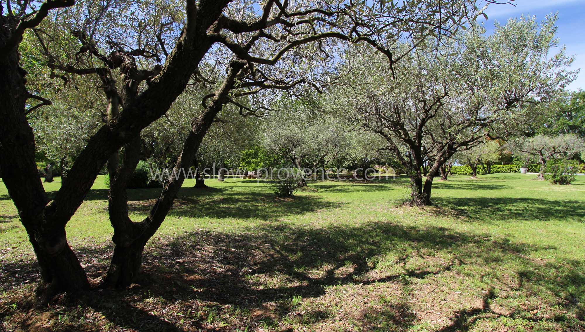Jardin vaste et verdoyant