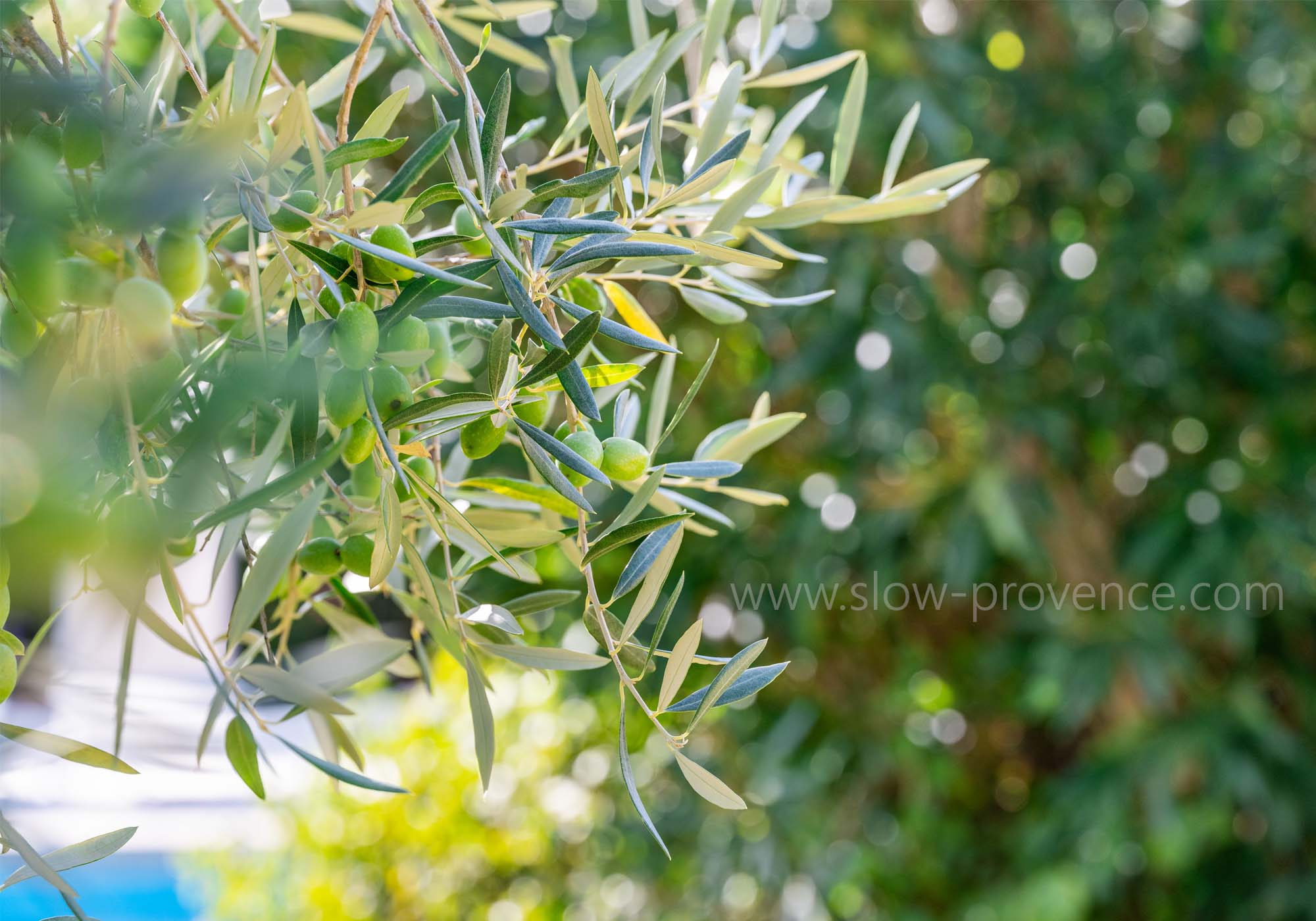 Olives from Provence