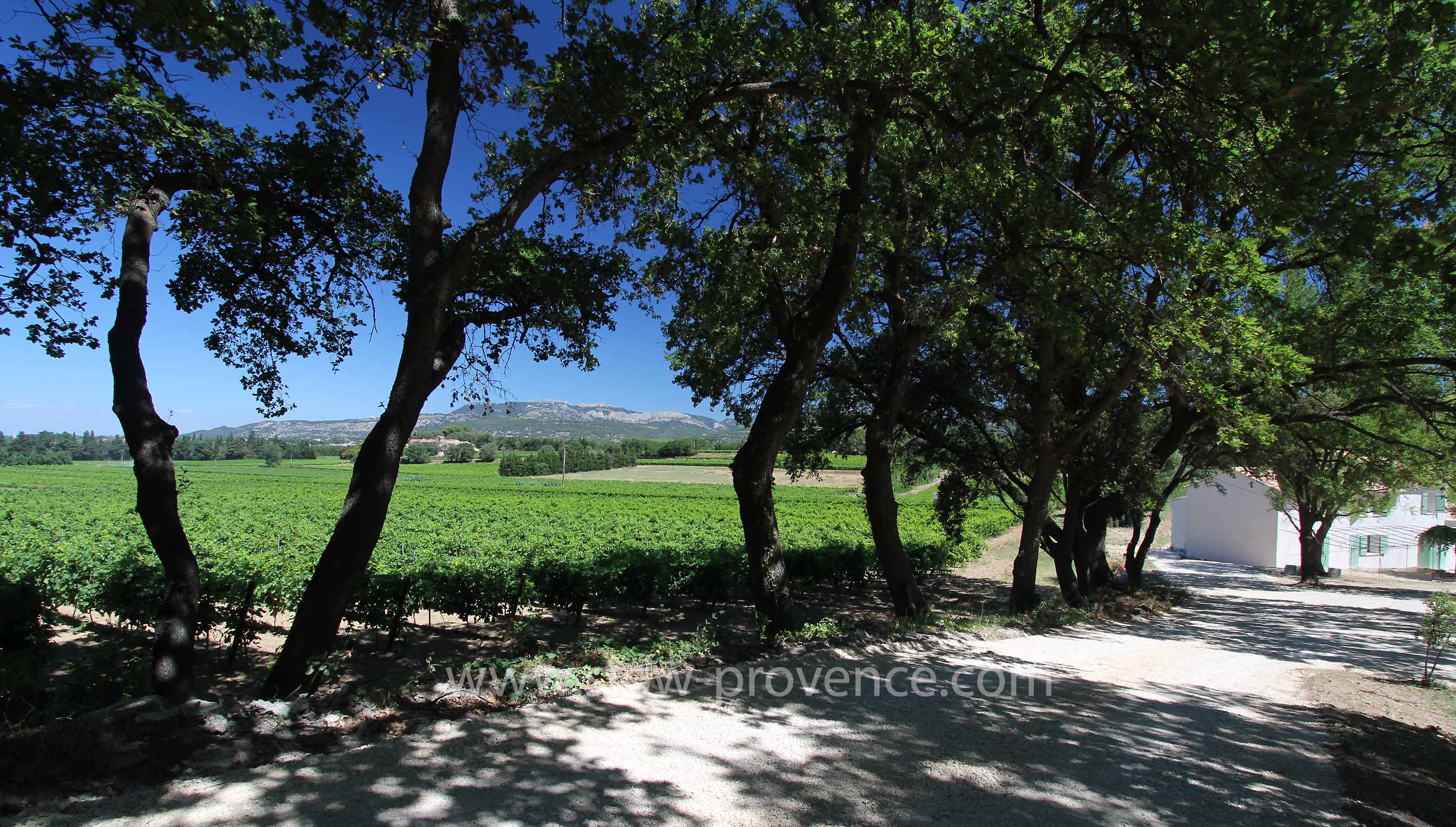 Entrée de la propriété, au milieu des vignes