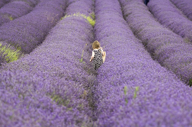 Promenade en famille dans les champs de lavande en Provence
