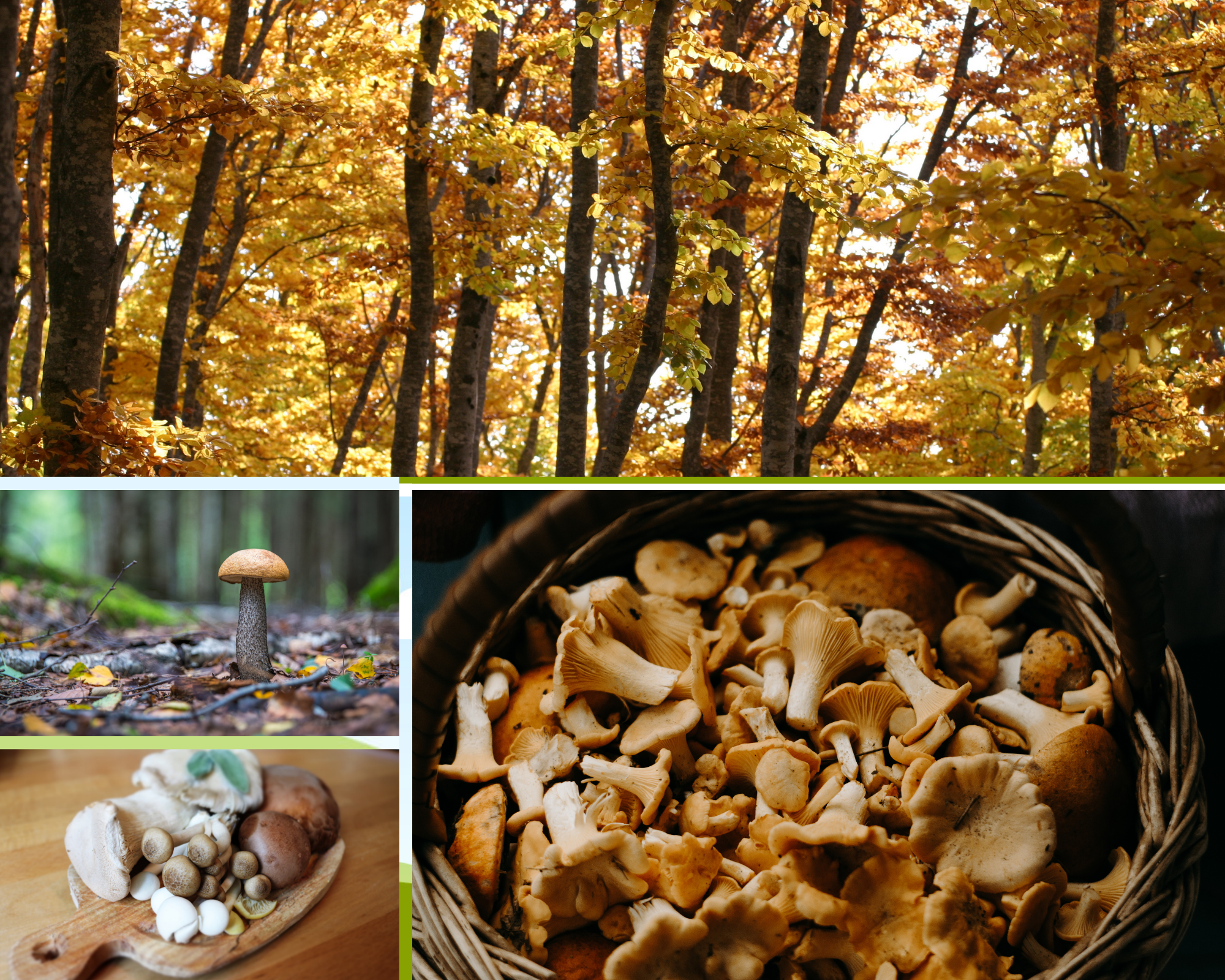 cueillette des champignon à l'automne en Provence