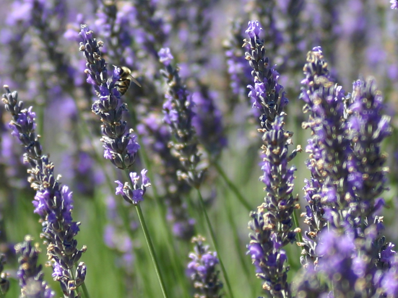 Zoom sur les tiges de lavandin, fleur de Provence