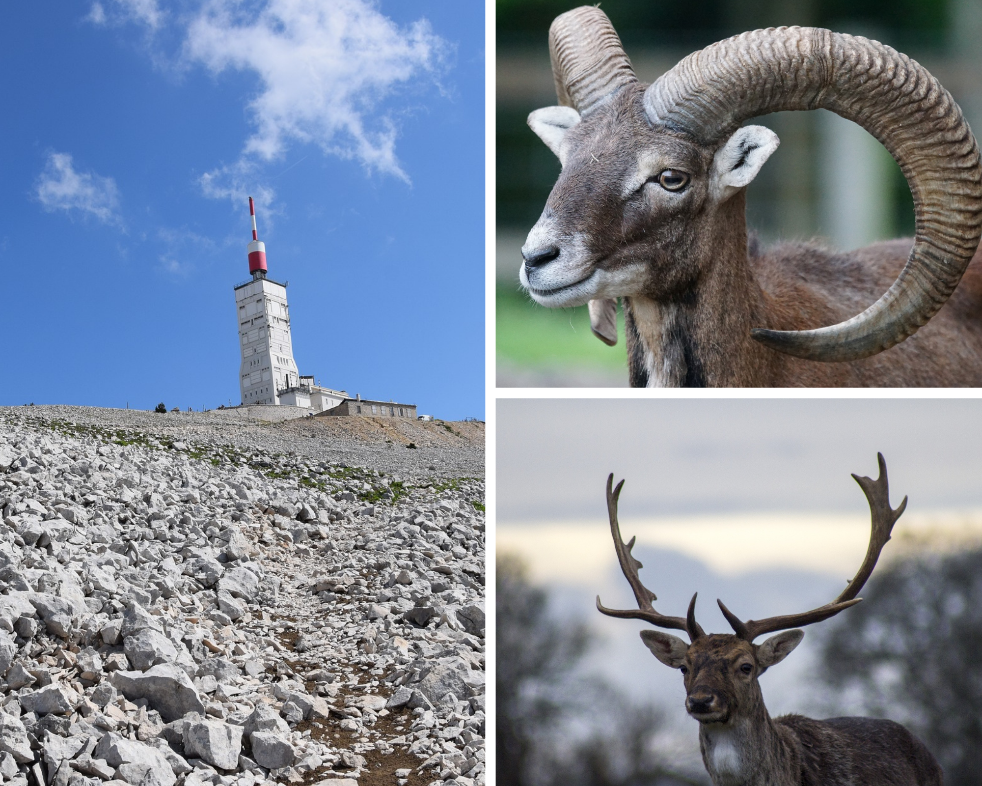 randonnée dans le mont ventoux et observation de la faune