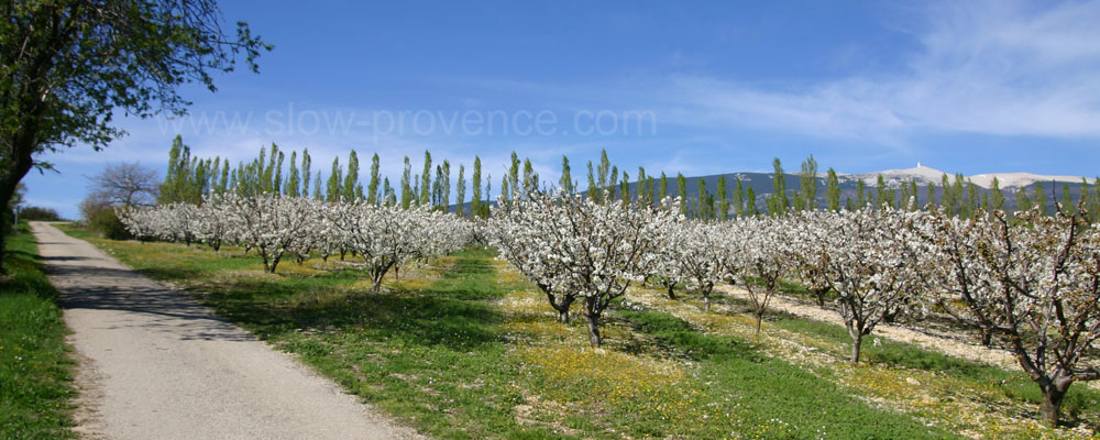 Mont Ventoux vergers cerisiers