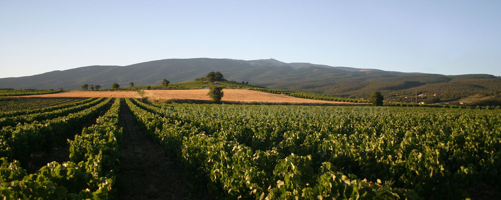 Mont Ventoux vignes