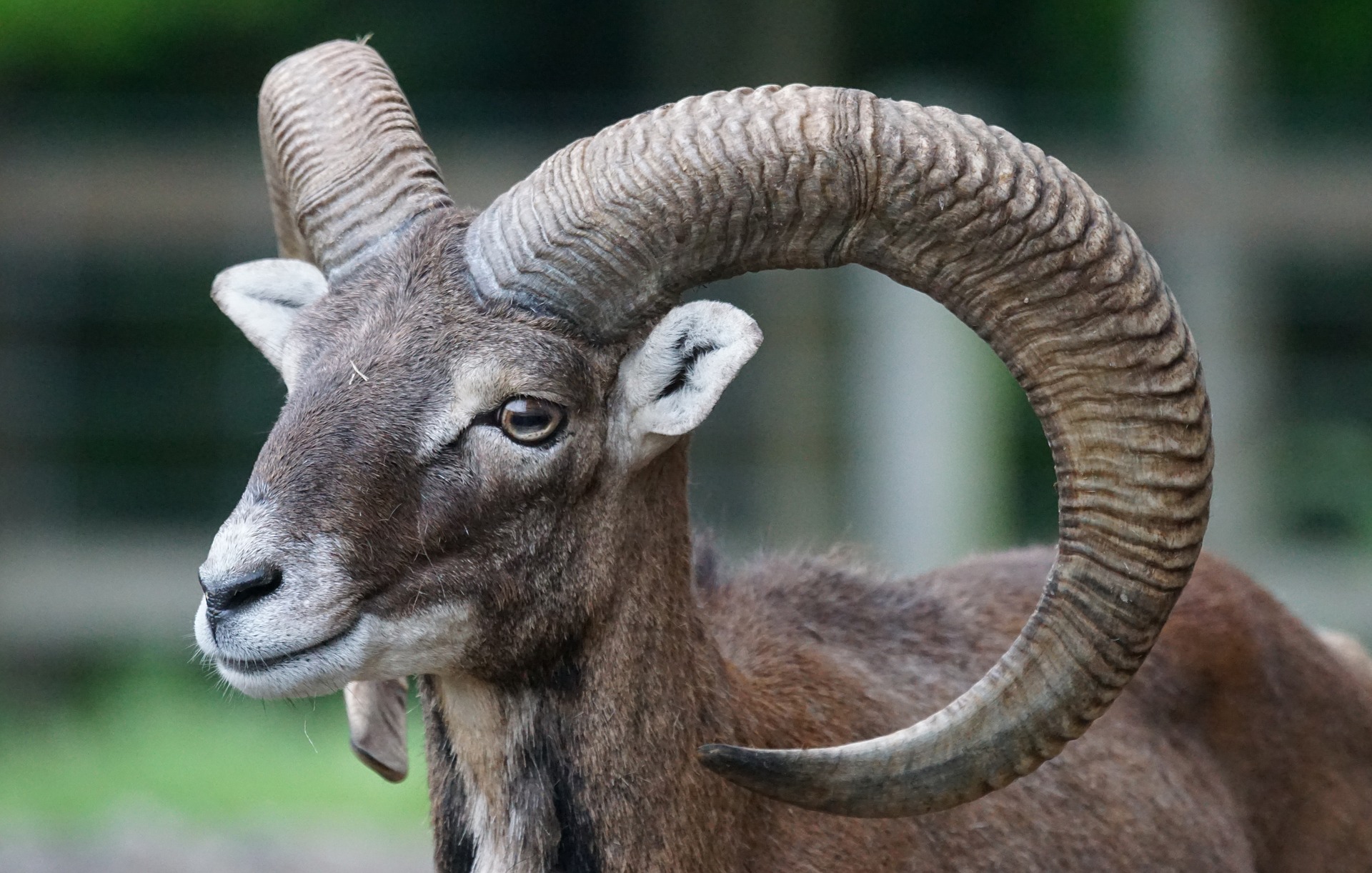 Mouflon de montagne, Provence