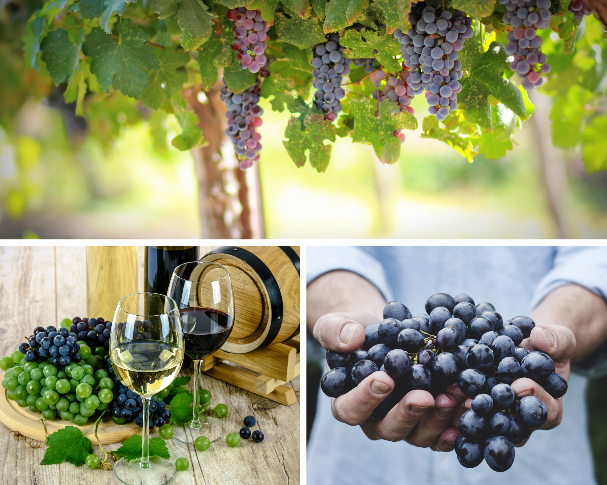 vintage harvest in Provence