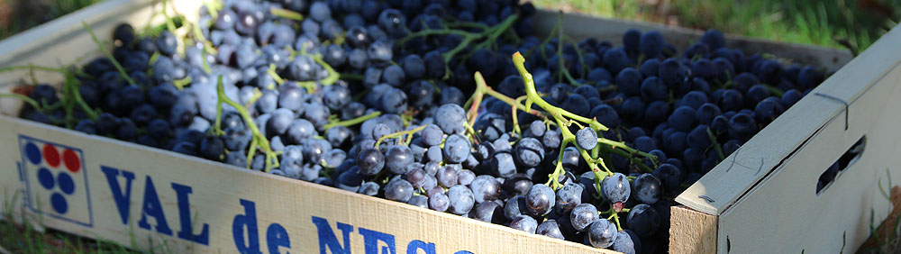 Raisin Muscat du Mont ventoux