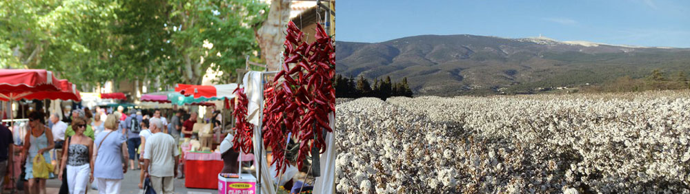 itineraire velo Mont Ventoux vergers marché provencal