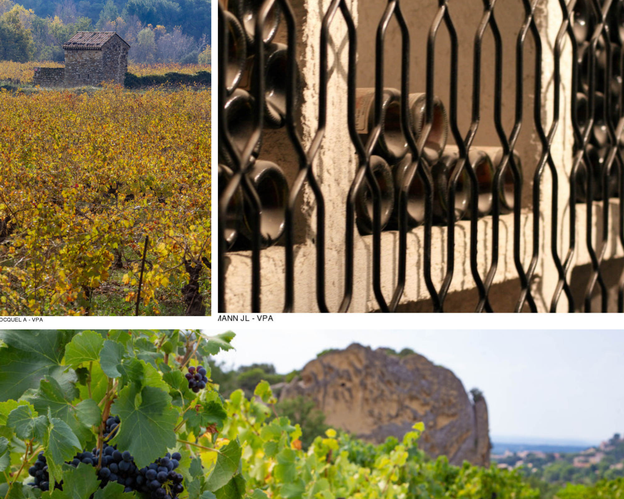 Vineyards and cellar near Mont Ventoux