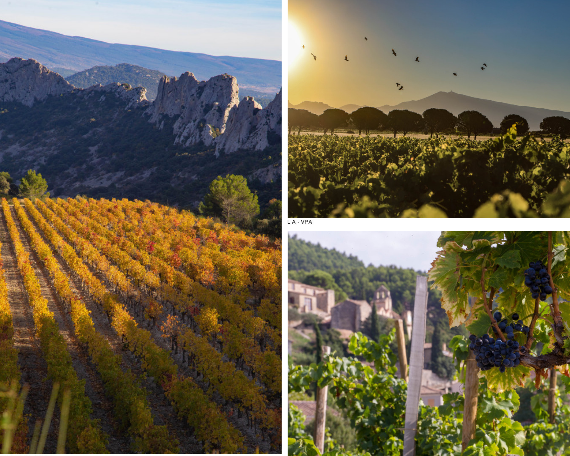 The wine and vineyards in Provence near Mont Ventoux