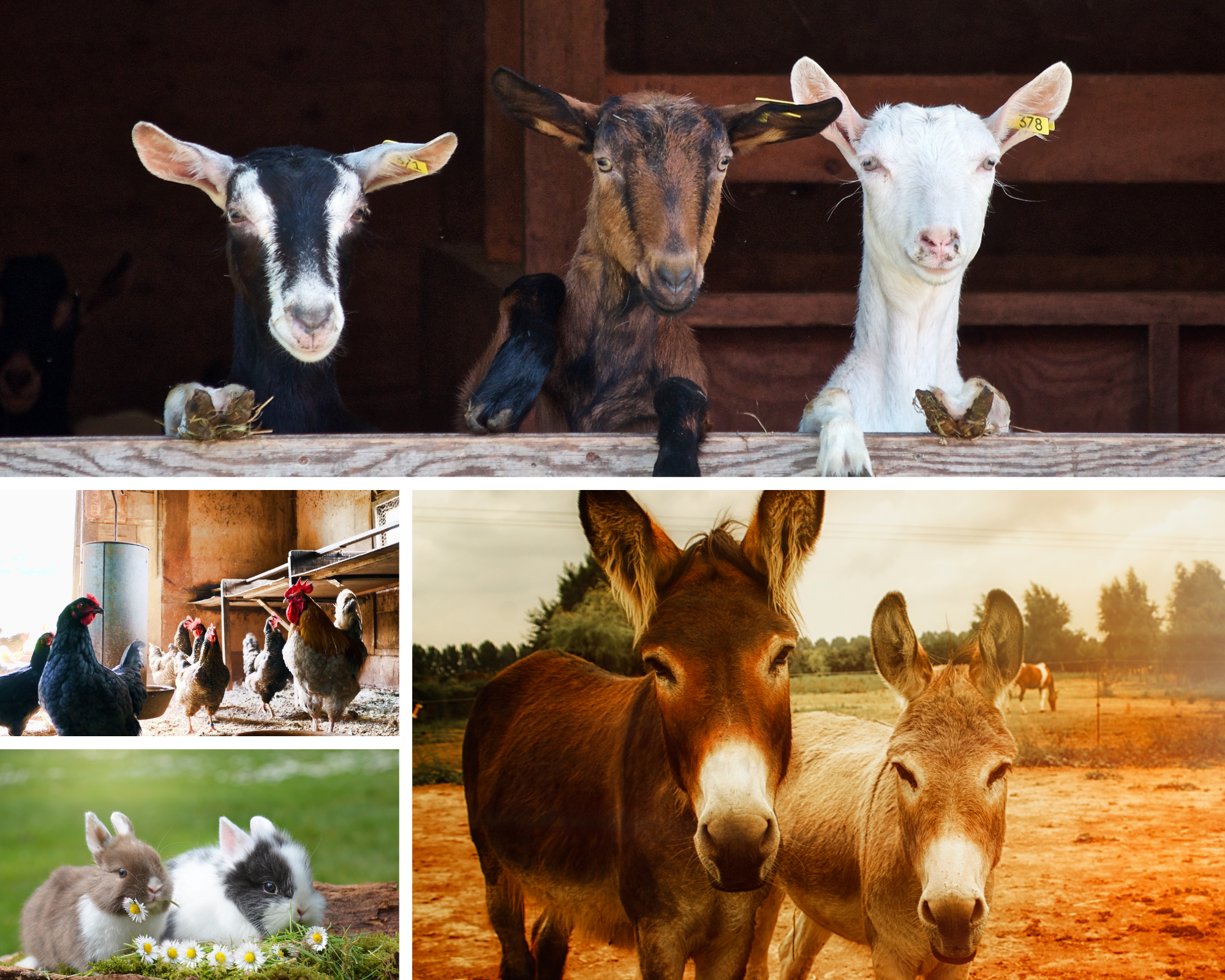 visite familiale dans les fermes du Mont ventoux