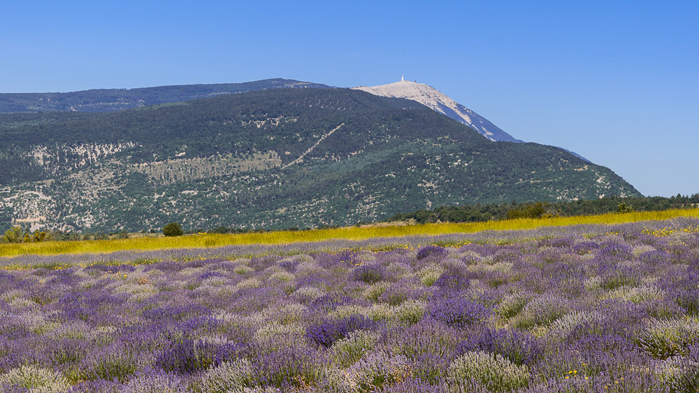 Lavande de montagne près du Ventoux