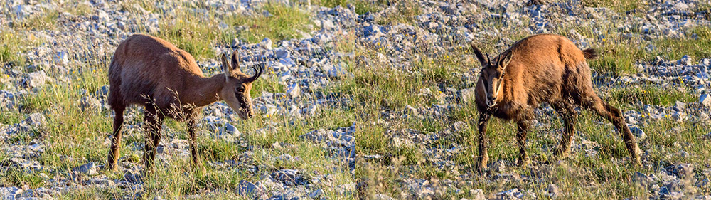 Chamois du Ventoux