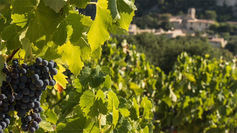 Fête Hue Vin à Séguret