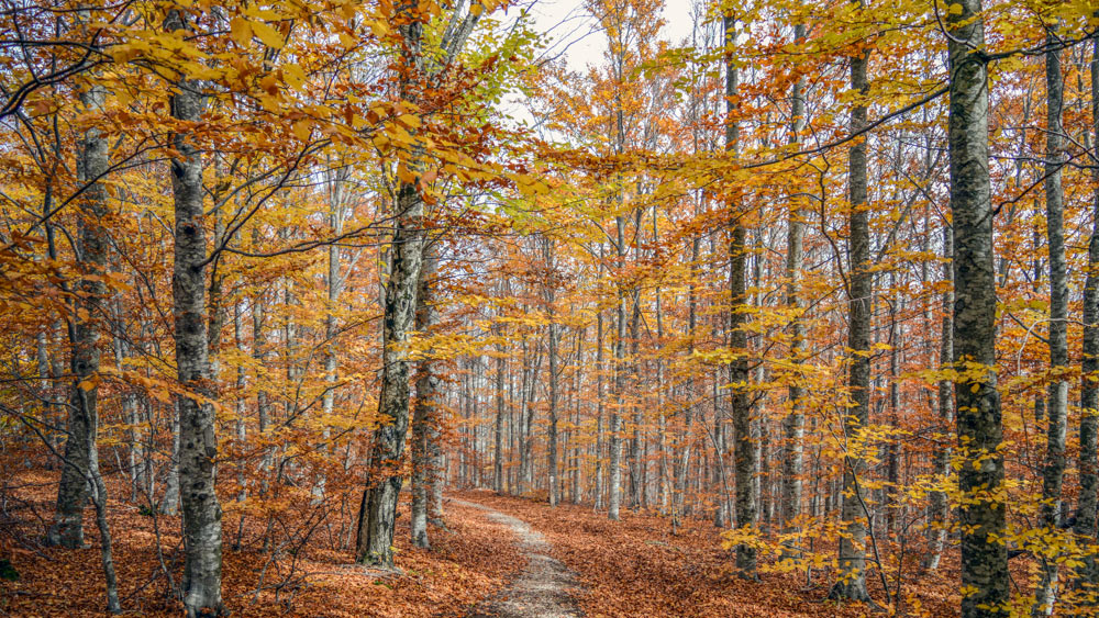 Automne en forêt