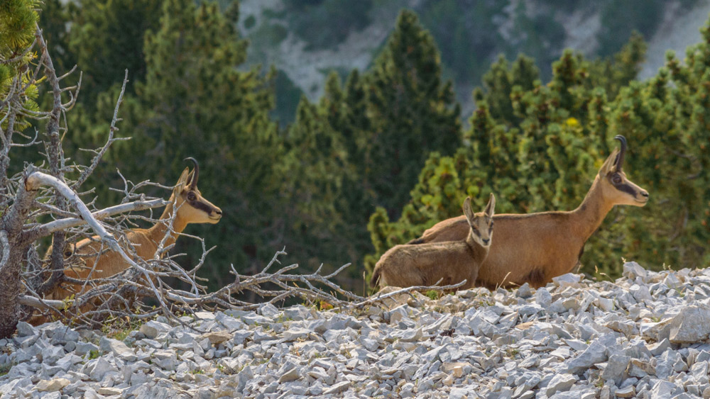 Chamois du Ventoux