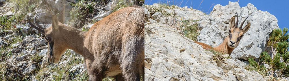 Chamois du Ventoux