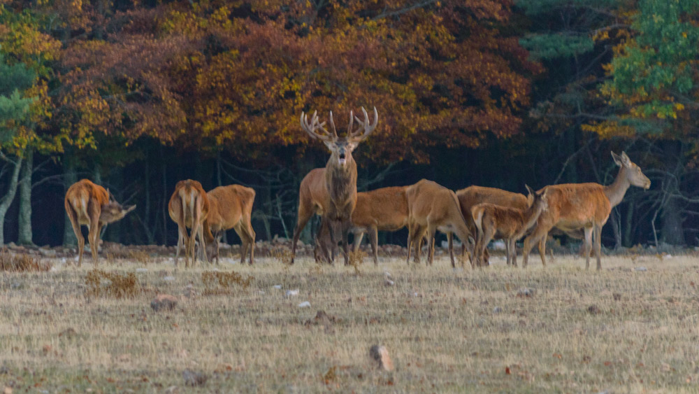 Le brâme du cerf