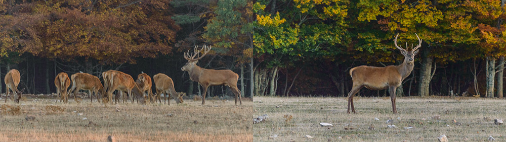 Le brâme du cerf