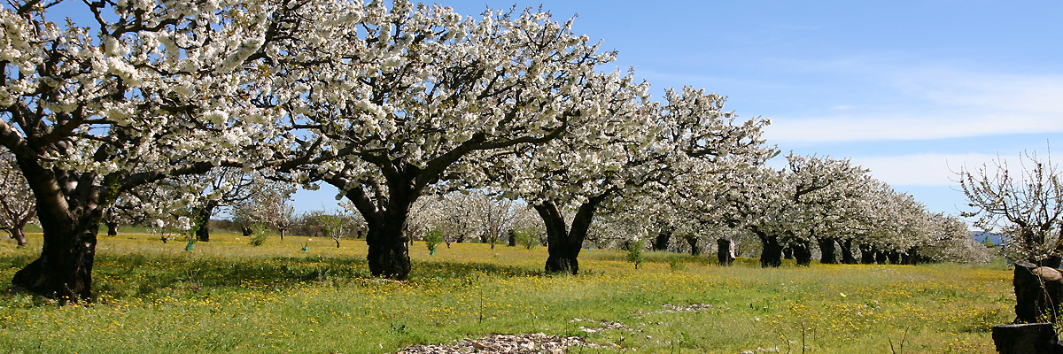 Provence verger de cerisiers en fleur au printemps
