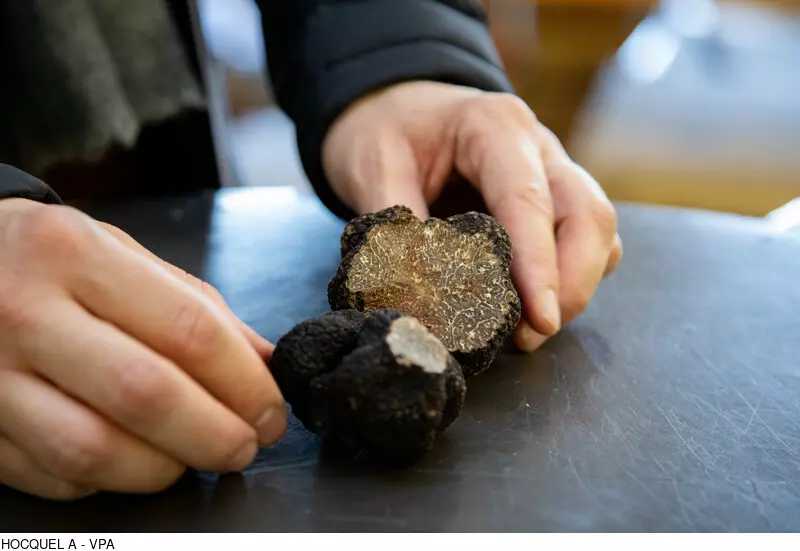 The Black Truffle season is here !
