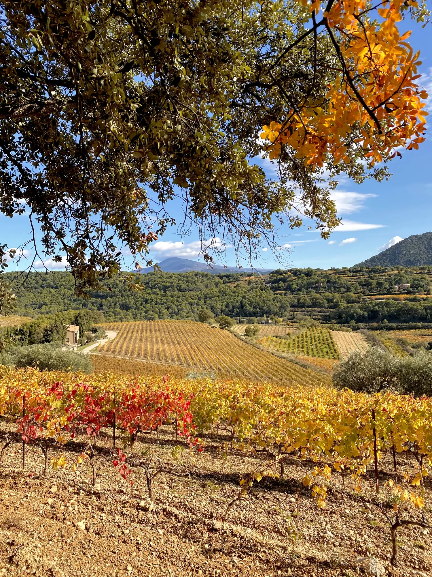 De herfst in de Provence: een andere manier om de Mont Ventoux te beleven.