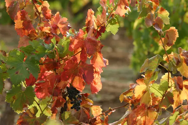 In Provence, autumn flavors are already in the air!