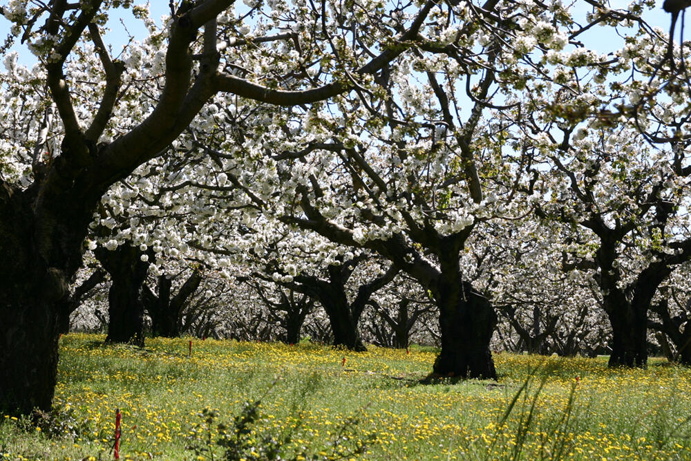 Cherry trees in bloom at the foot of Mont Ventoux