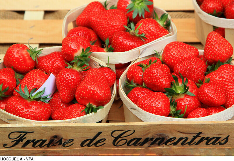 The Carpentras strawberry