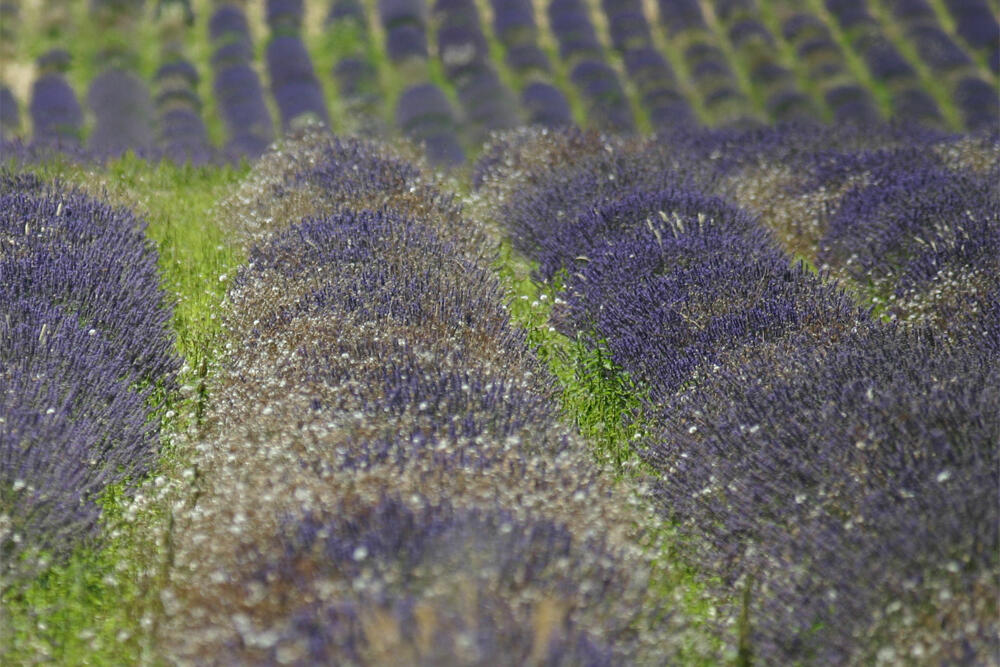 In lavender country