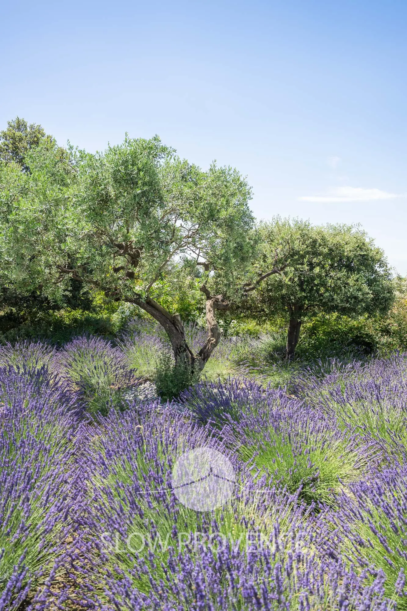 Lavande et oliviers en Provence