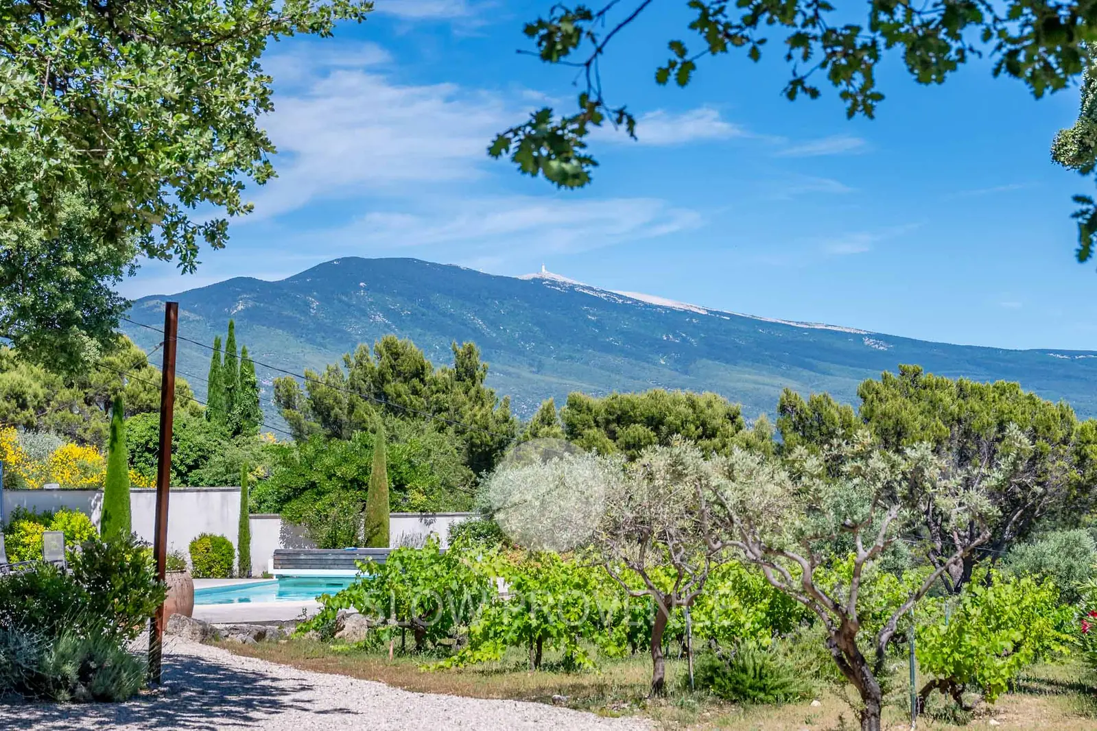 View of vineyards and Mont Ventoux