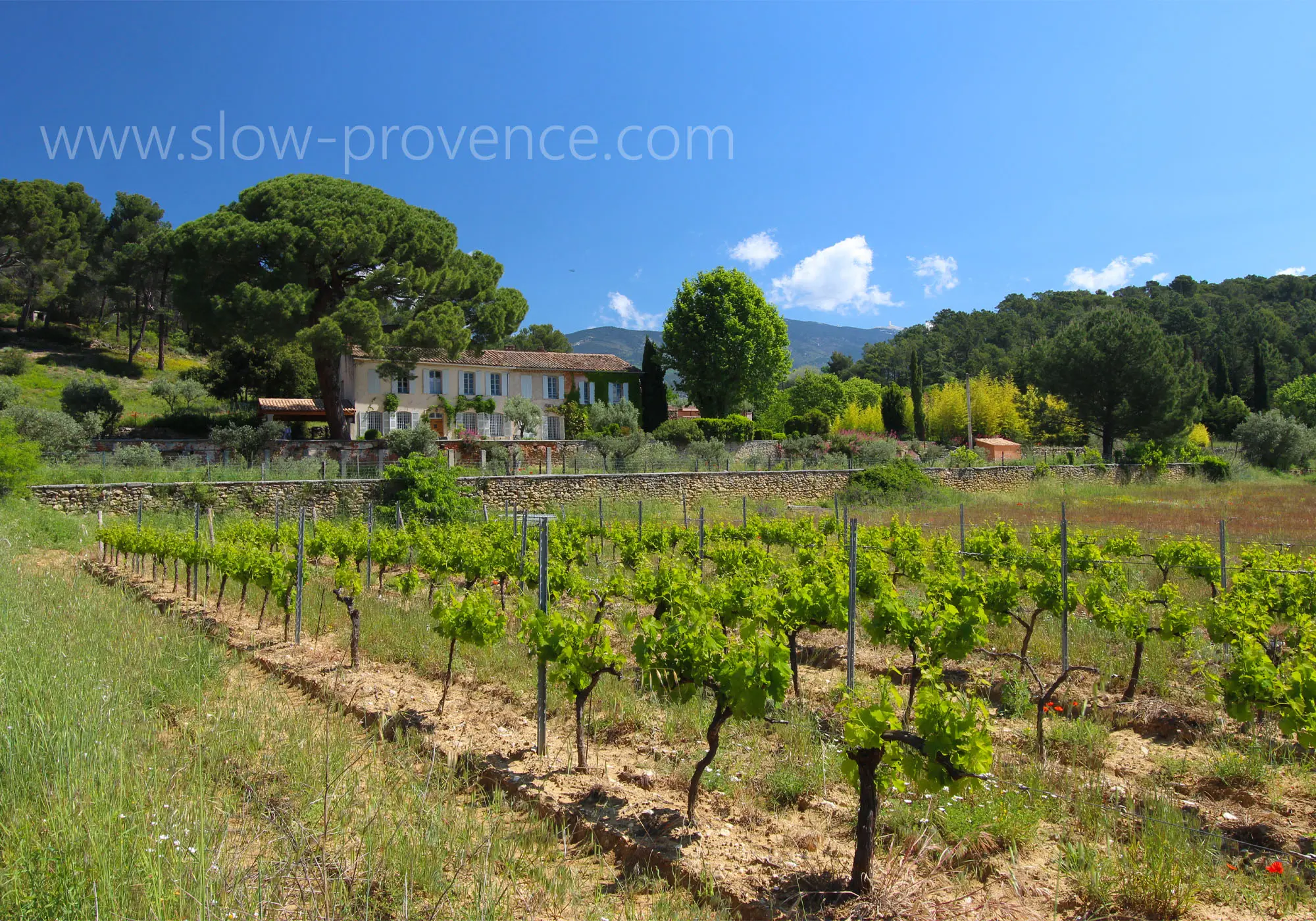 Amidst the vineyards, with Mont Ventoux as a backdrop