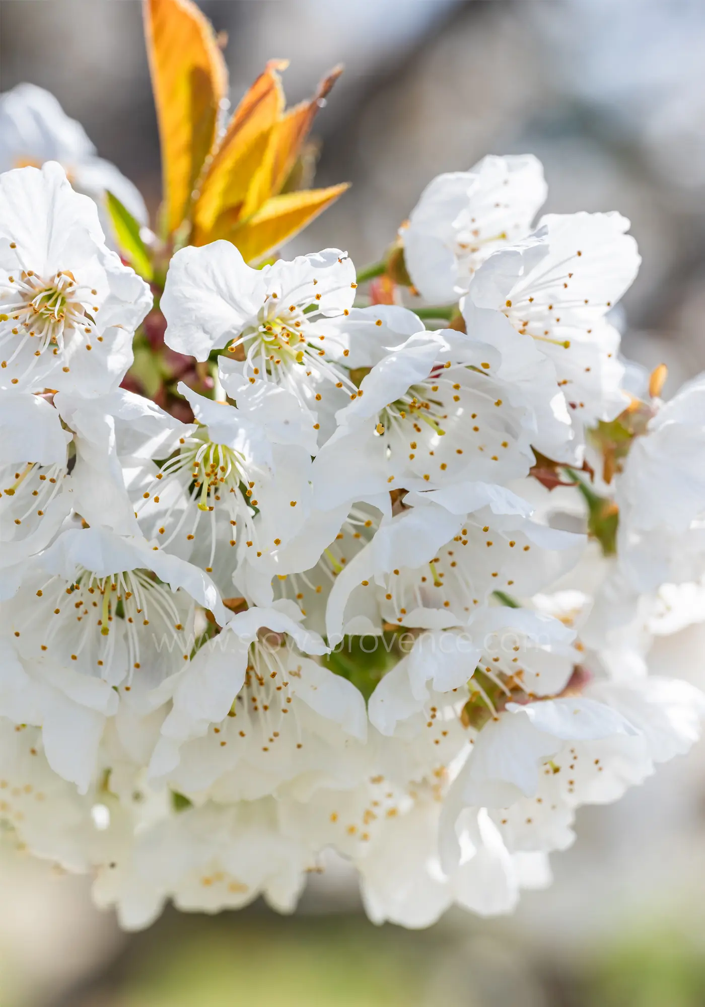 La beauté de la Provence au printemps