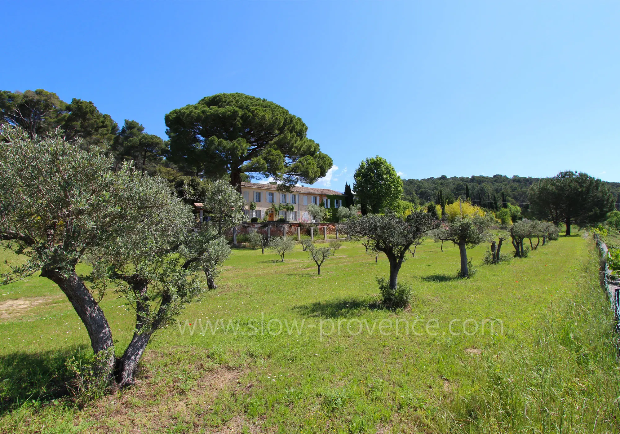 The olive grove