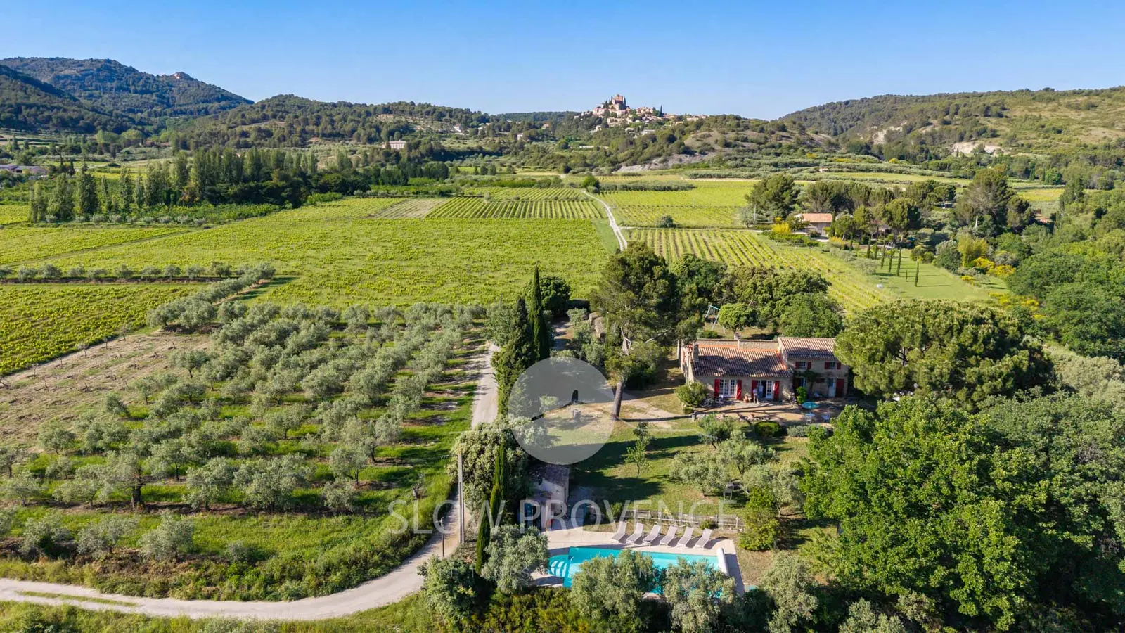 Olive trees, vines, lavender and pine trees