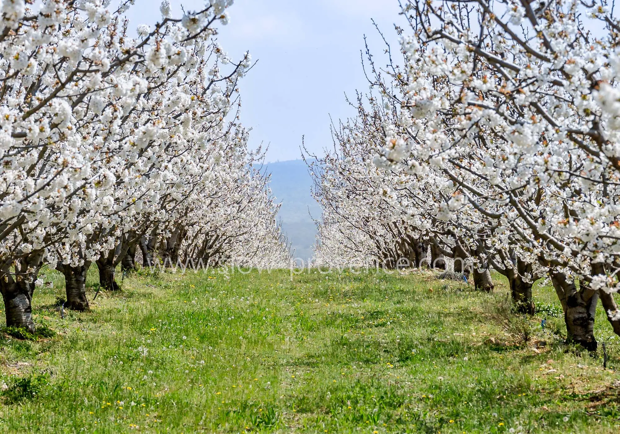 Des champs de cerisiers à perte de vue