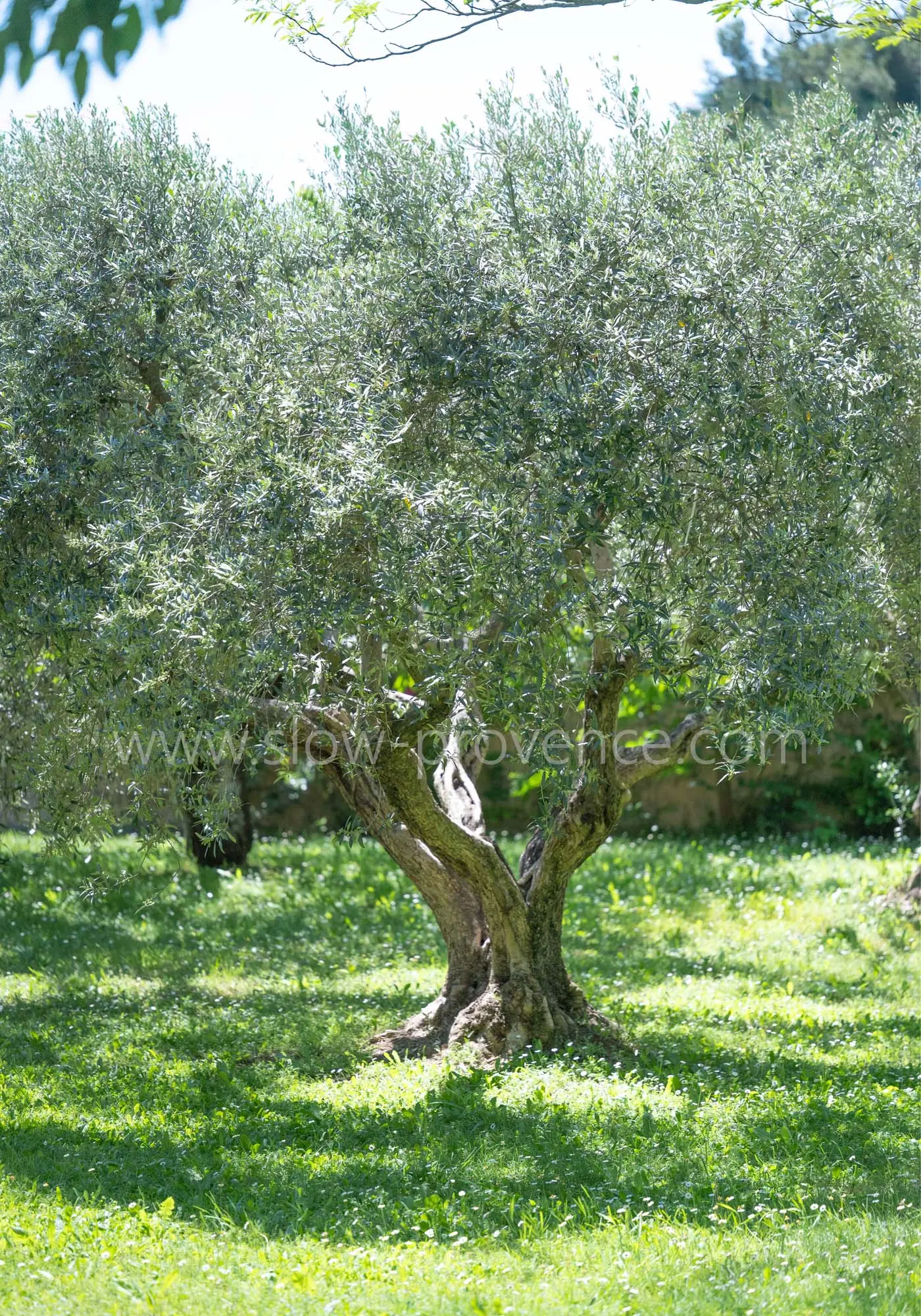 A garden with mature trees and large olive trees