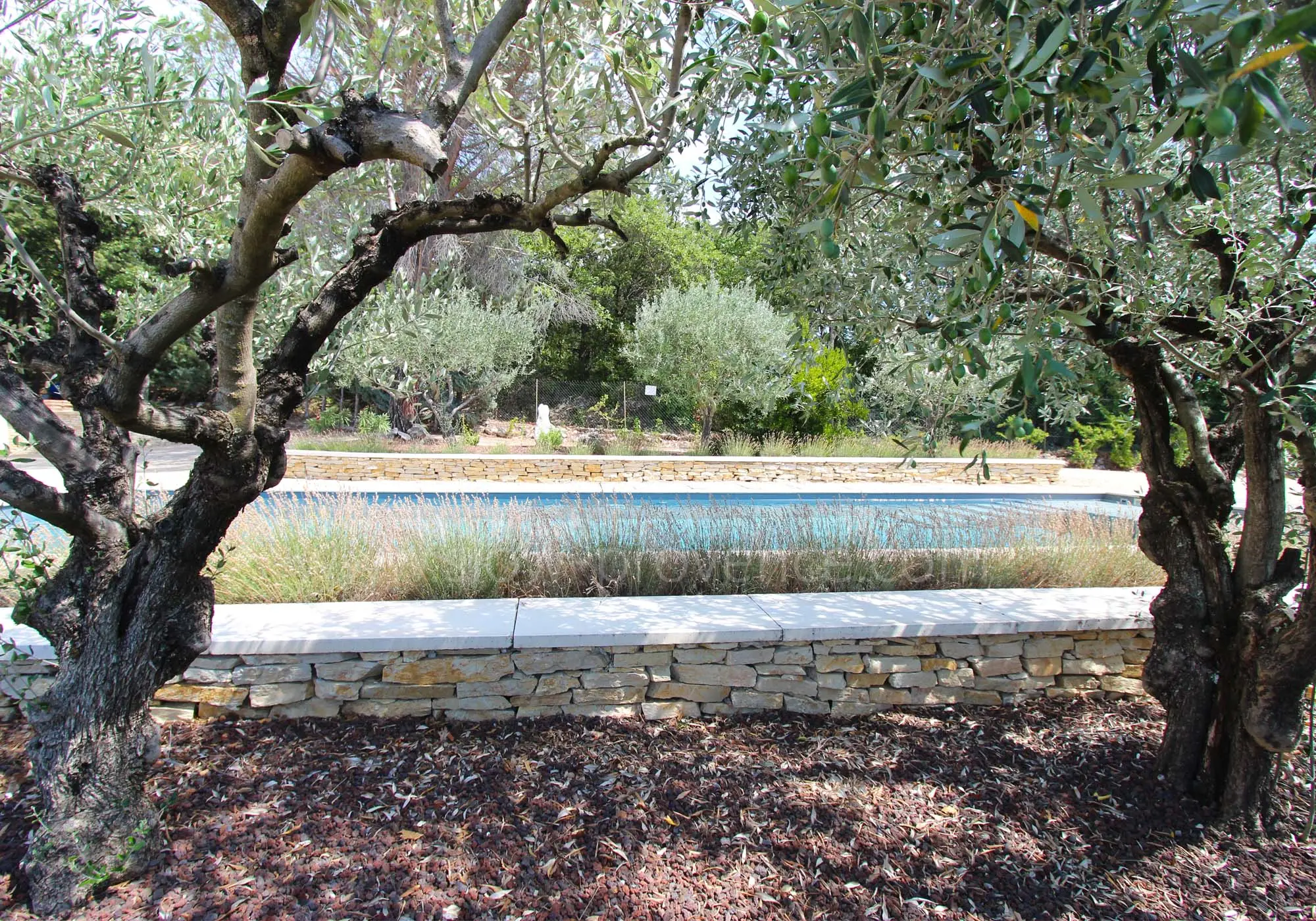 Ein Garten mit alten Bäumen und großen Olivenbäumen
