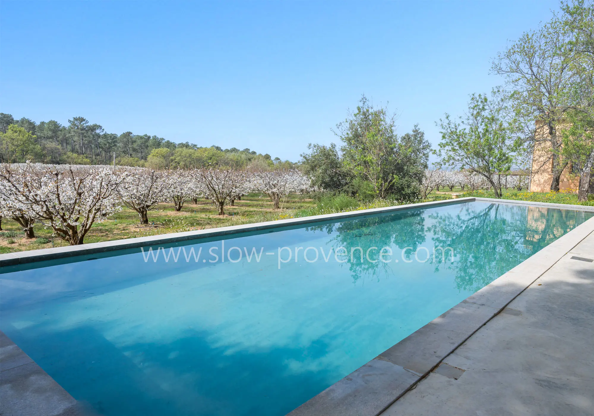 Der Swimmingpool mit Blick auf die Kirschblüten im Frühling