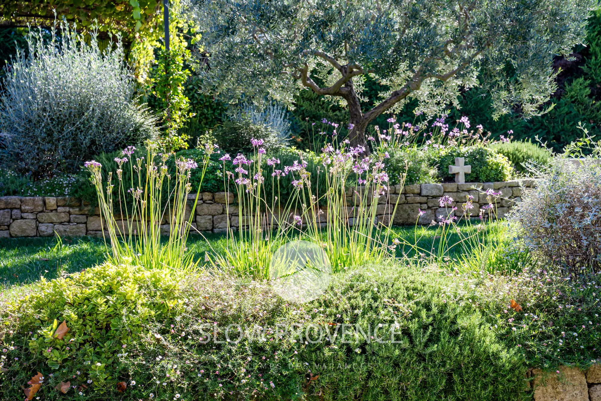 Green garden around the house